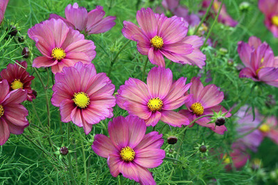 Quentova Cosmos Xsenia-7G-NTL Seed(75 per packet)