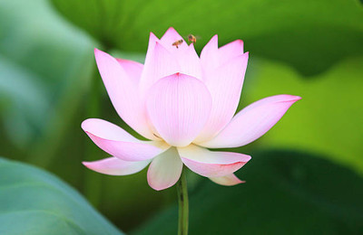 Gettyfy lotus,kamal gatta Seed(14 per packet)