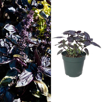 VibeX ® VLR-9 Ocimum basilicum - Amethyst Basil Seed(1000 per packet)