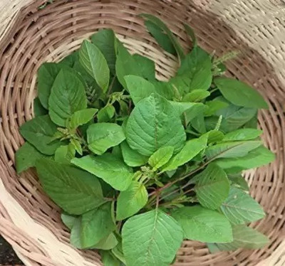 MAA Malabar Spinach, Malabar Seed(40 per packet)