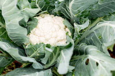 GROOT white cauliflower,gobhee seeds Seed(10 per packet)
