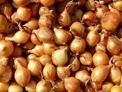 Qualtivate ICRA-8A Texas Early Grano Onion Seeds Seed(500 per packet)