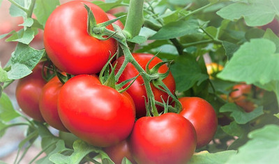 Seedsqlty Tomato seeds for planting, high germination (100 seeds) Seed(100 per packet)