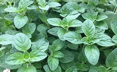 ENINE F1 Hybrid Herbs Seeds For Home(Pack of 30 Seeds) & Planting FGE34 Seed(30 per packet)