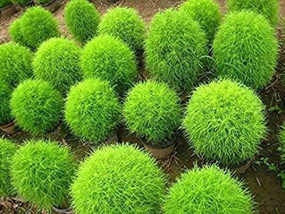 Lorvox Kochia flower Seed(80 per packet)