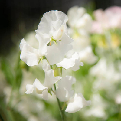 LASMA Sweet Pea Wild Swan Seed(50 per packet)
