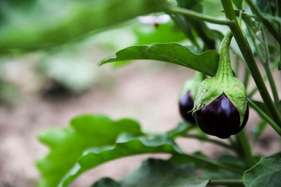 Biosnyg Fresh Eggplant Round Valencia ( Seeds) Seed(2000 per packet)