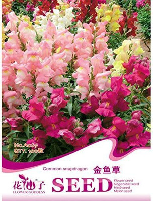 CYBEXIS Snapdragon Seeds Antirrhinum Majus Seed(50 per packet)