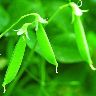 KNESSiN XIV-99 Pea Climbing Seed(100 per packet)