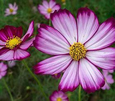 SEMINA VITA cosmos flower seeds f1 hybrid Seed(10 per packet)