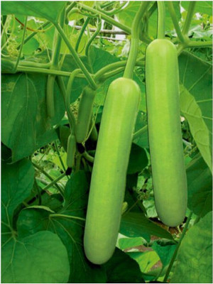 Cloud Farm BOTTLE GOURD SEEDS/LOKI/HYBRID-[10gm] Seed(50 per packet)