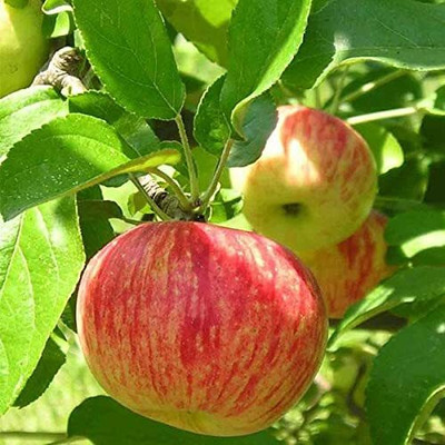 Aywal Fuji Apple Tree Plant Seed(13 per packet)