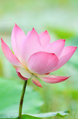 Vietrian lotus,kamal gatta Seed(10 per packet)