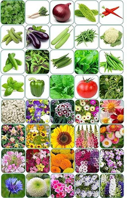 ibains Summer plant combo vegetable seeds Seed(560 per packet)