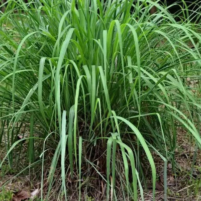 Aro Lemon Grass Seed(220 per packet)