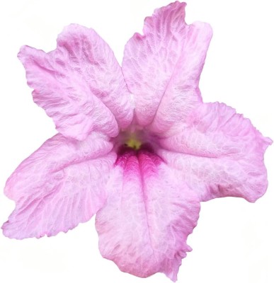 Qualtivate PUAS-326 Pink Mexican Petunia Seeds Seed(50 per packet)