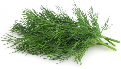 KNESSiN Hybrid Dill 1 Packet-{2000 Seeds} Seed(2000 per packet)
