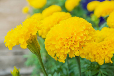 SIDDHI VINAYAK marigold/gende ka phool flower seeds Seed(50 per packet)