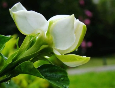 KNESSiN Cape Jasmine White Jasmine Bonsai Plants Seed(50 per packet)