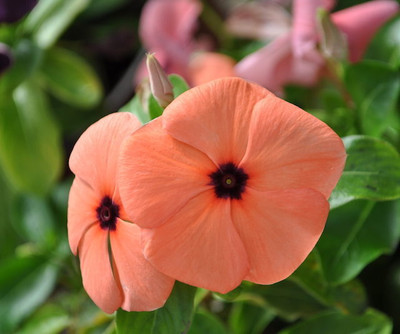 Seedsqlty Hybrid vinca seeds, high germination (18 seeds) Seed(18 per packet)