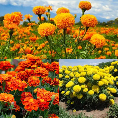 Aywal Marigold F2 Dwarf Double Orange Flower Seed(2 per packet)