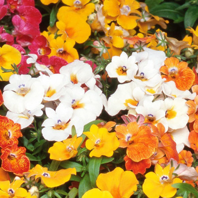 KANAYA Nemesia Double Mixed Hybrid Imported Flower Seed(110 per packet)