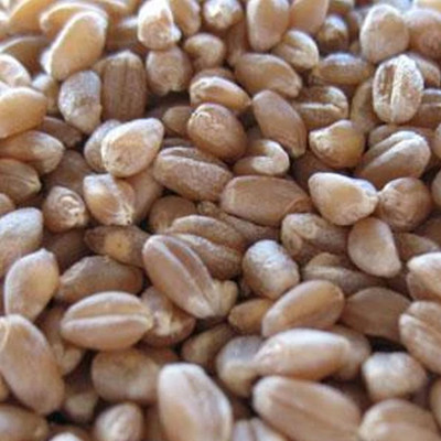 WILLVINE Red Winter Wheat (Wheatgrass) Seeds for Sprouting-[10000 Seeds] Seed(10000 per packet)