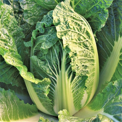 WILLVINE AMR -IX Kyoto No. 3 Chinese Napa Cabbage [50g] Seed(15000 per packet)