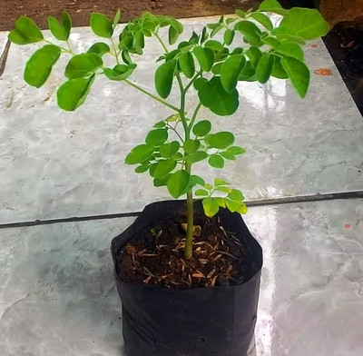 CYBEXIS XL-80 - Moringa Drumstick(Saijan ki Phalli)-PKM1 - (1350 Seeds) Seed(1350 per packet)