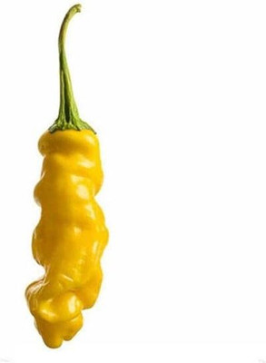 KNESSiN Open-Pollinated Yellow Peter Pepper Vegetable Seeds for Garden-(300 Seeds) Seed(300 per packet)