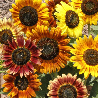 CYBEXIS TLX-58 - Sunflower - (1350 Seeds) Seed(1350 per packet)