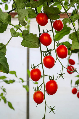 GARDENIFY INIDA tomato Seed(145 per packet)