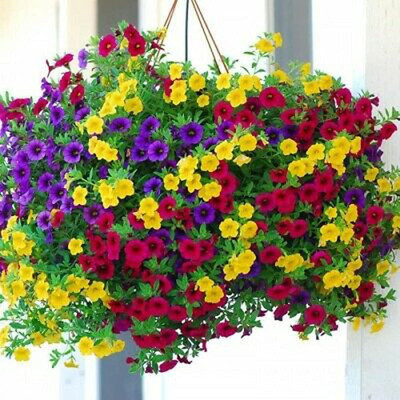 VibeX KGF -88 - Hanging Petunia Mixed Color Bright Flowers - (540 Seeds) Seed(540 per packet)