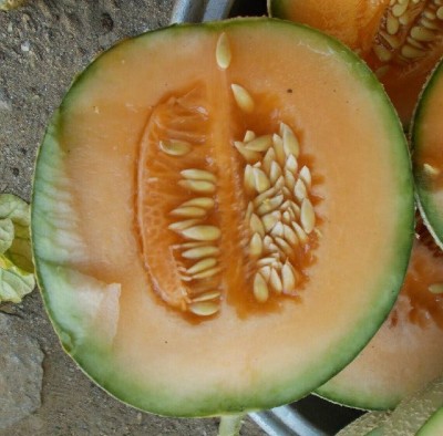 PLUSGREEN Japanese Musk Melon Seed(100 per packet)