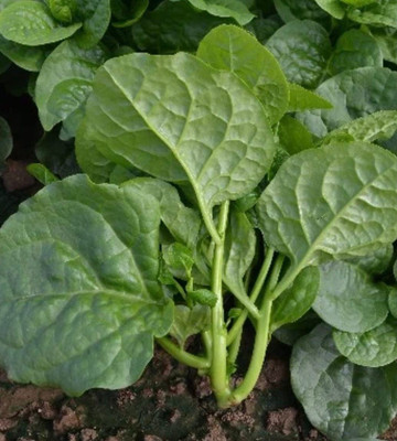 CYBEXIS LXI-5 - Malabar Spinach - (750 Seeds) Seed(750 per packet)