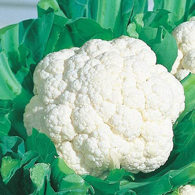 CYBEXIS TLX-75 - Hybrid Cauliflower - (150 Seeds) Seed(150 per packet)