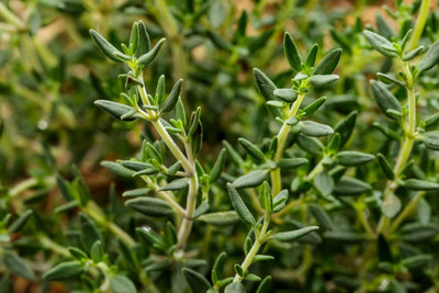 XOLDA Thyme Seed(26 per packet)