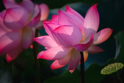 MAA lotus,kamal gatta Seed(15 per packet)