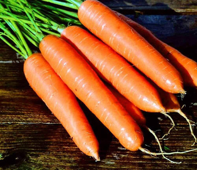 KNESSiN DLH-40 Carrot Early Nantes Seed(1000 per packet)