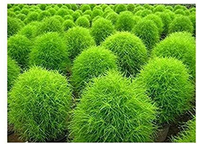 Aywal Kochia Burning Bush Green Flowering Seed(60 per packet)