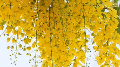 Green World Cassia Fistula / Amaltas Tree Seeds for Farming & Gardening 20 Gms seeds Seed(20 g)