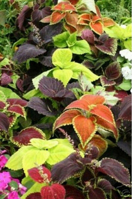 Srushtitraders Coleus- Rainbow Mix- 100 Seeds Seed(100 per packet)