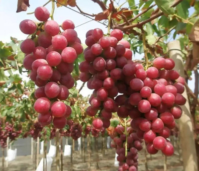 PASCLE Super Sweet Red Grape Seed(100 per packet)