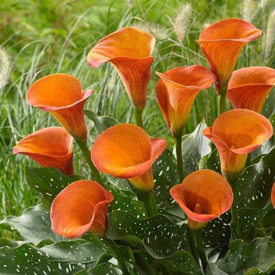 zabbus Calla lily Flower Bulbs for Winter Season Orange Seed(2 per packet)