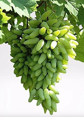Aywal Hybrid Angoor Seed(90 per packet)