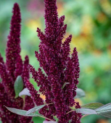 Aywal Amaranthus Burgundy Red/ Dark Green Flower Seed(60 per packet)