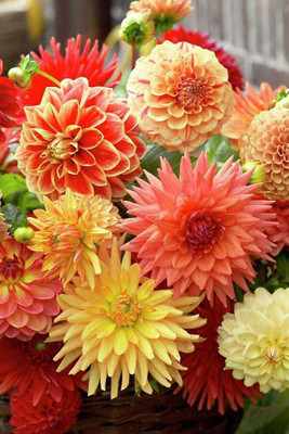 seedagro Dahlia Double Figaro Mix Seed(150 per packet)