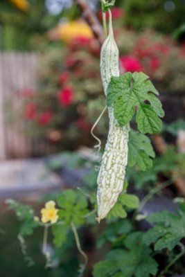 GREENELAND bitter gourd,karela seeds Seed(30 per packet)