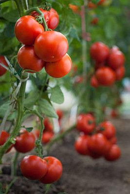 ARHAR tomato Seed(80 per packet)