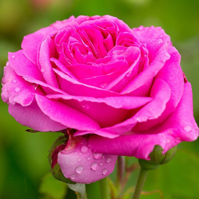 CYBEXIS PAU-45 - Pink Rose Bush - (300 Seeds) Seed(300 per packet)